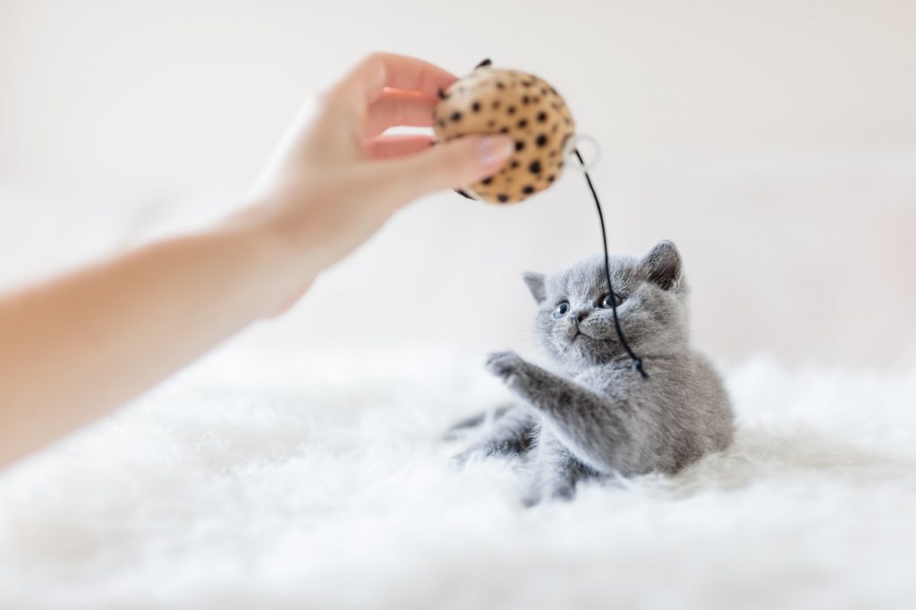 Little cat trying to poke a toy with a paw.