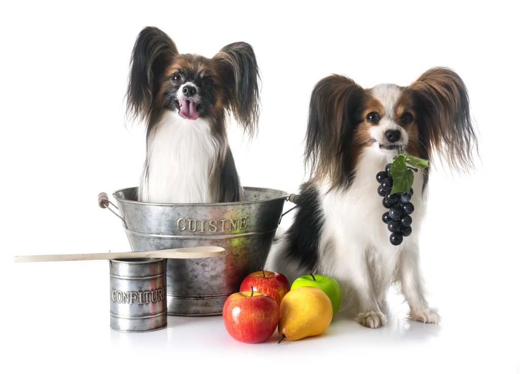 papillon dogs cooking
